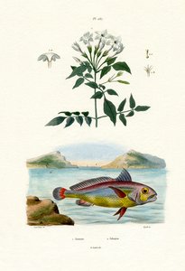 ジャスミン、1833-39 作： French School